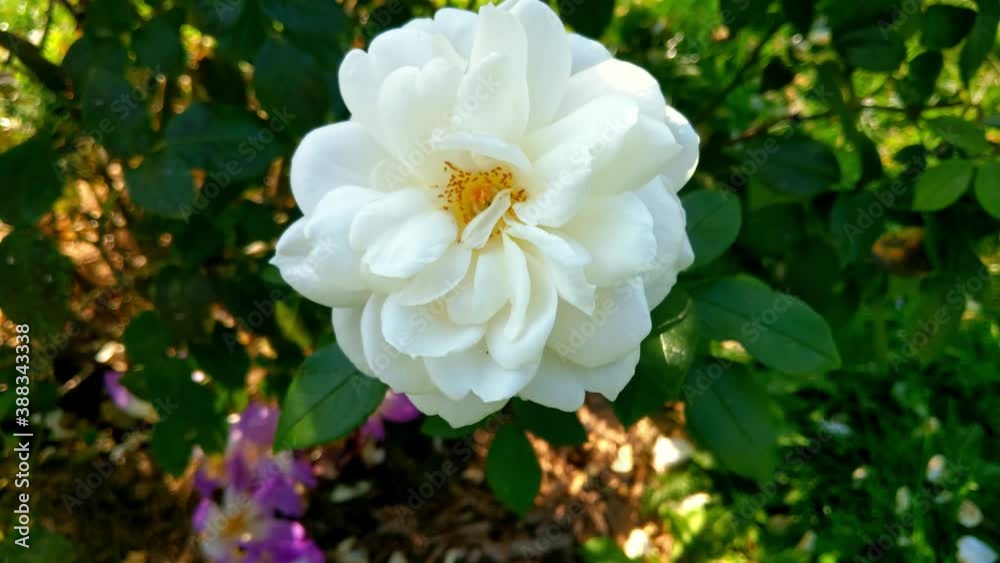 Top view of a white rose flower in the garden. Top view of a white rose flower in the garden.