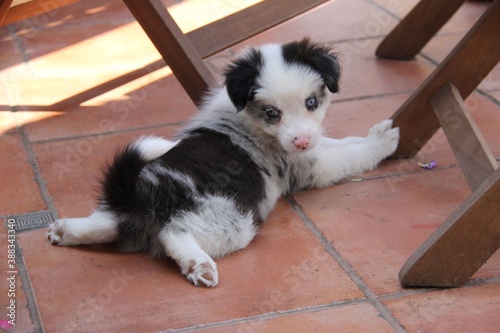 blue merle border collie dog, puppy, blue eyes, pink nose