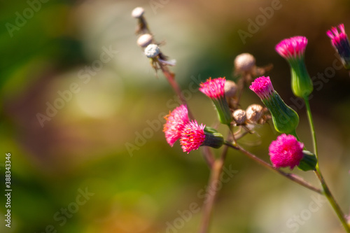 Macro - Planta - Galho - Mato - Sitio - Flor