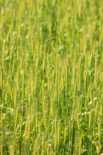 滋賀の小麦畑