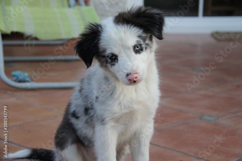 blue merle border collie dog, puppy, blue eyes, pink nose