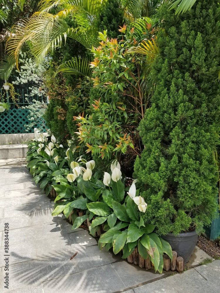 Fototapeta premium garden with flowers