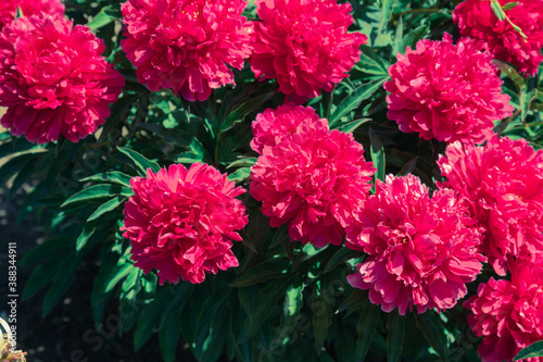 Pale pink peonies on a background of green leaves.