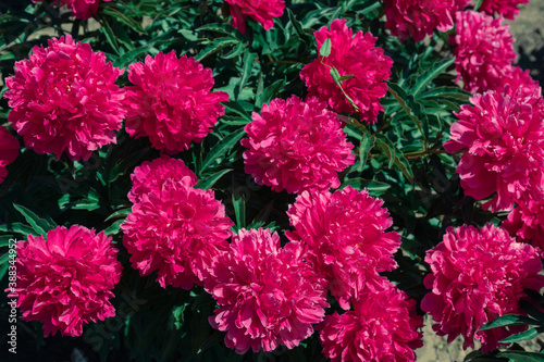 Pale pink peonies on a background of green leaves.