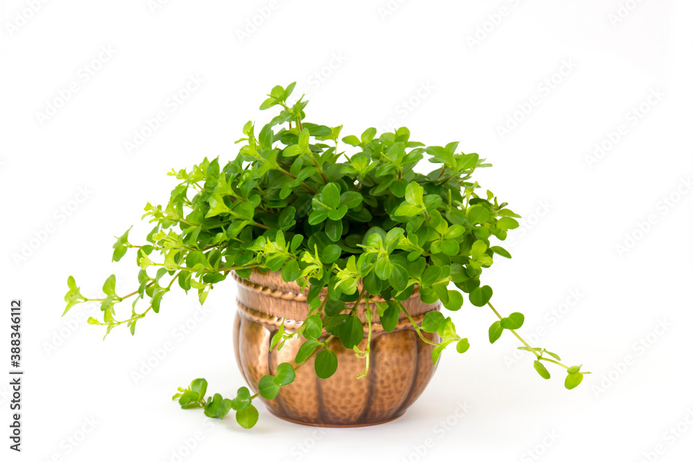 green plant in a metal rustic pot on white background