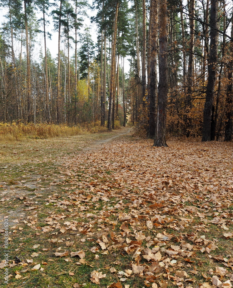 Pine glade in autumn with fallen leaves in the forest. Russian pine forests.