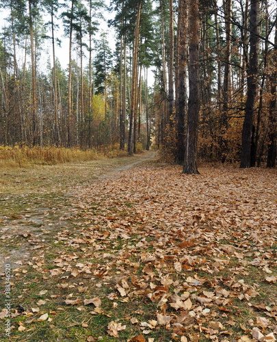 Pine glade in autumn with fallen leaves in the forest. Russian pine forests.