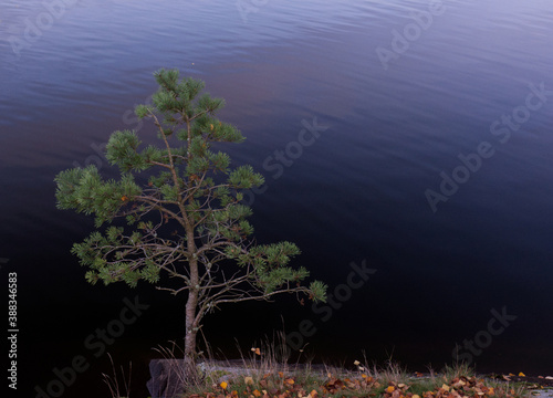 tree on the water