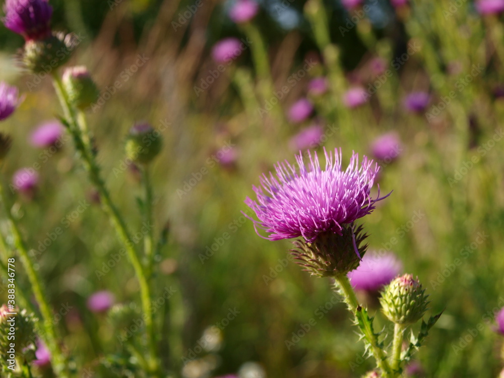 A purple flower (thistle) with a prickly stem with a blurred background. A purple flower (thistle) with a prickly stem with a blurred background.