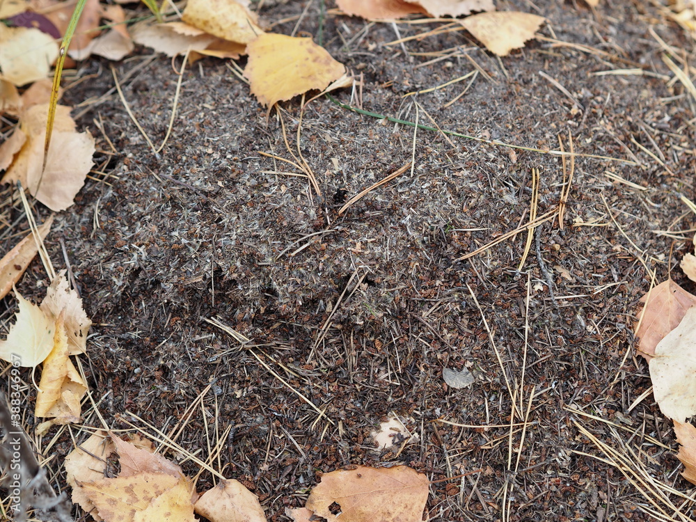 The anthill in the forest, made from pine needles and branches, is home to a large colony of black ants. Forest life of animals and insects.