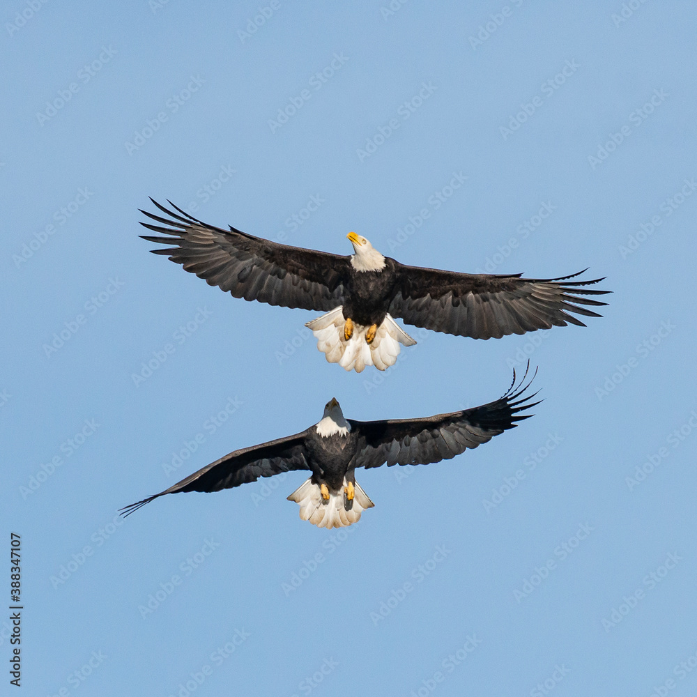 Naklejka premium Two Bald Eagles (Haliaeetus leucocephalus) Dancing in the Sky at Dog Lake outside Lakeview, Oregon