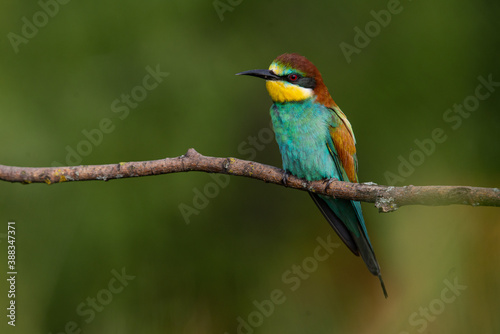 A Golden bee eater sits on a branch on a green background © Aleksei Zakharov