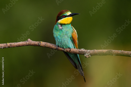 A Golden bee eater sits on a branch on a green background © Aleksei Zakharov