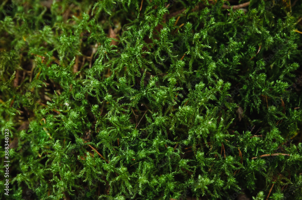 the green wild moss pattern the green wild moss pattern