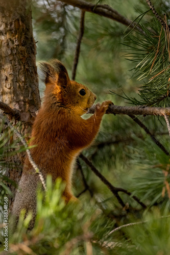 Squirrel