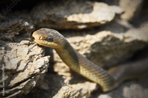 Aesculapian snake crawls on stone wall