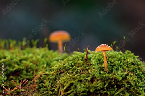 Beautiful mushrooms in the autumn forest. Close up.