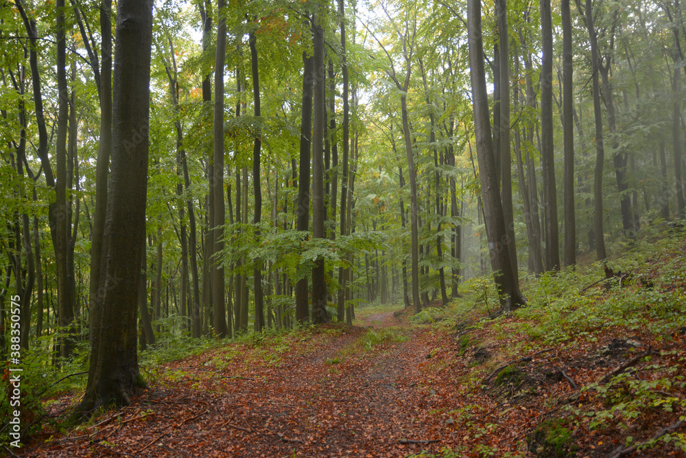 Rain in beech European forest in autumn. Wet leaves. Fog between the trees. Trees trunks. Czech Republic nature. High trees. Brown leaves on the ground. Forest path. Primeval Europe beech forest. Rain in beech European forest in autumn. Wet leaves. Fog between the trees. Trees trunks. Czech Republic nature. High trees. Brown leaves on the ground. Forest path. Primeval Europe beech forest.