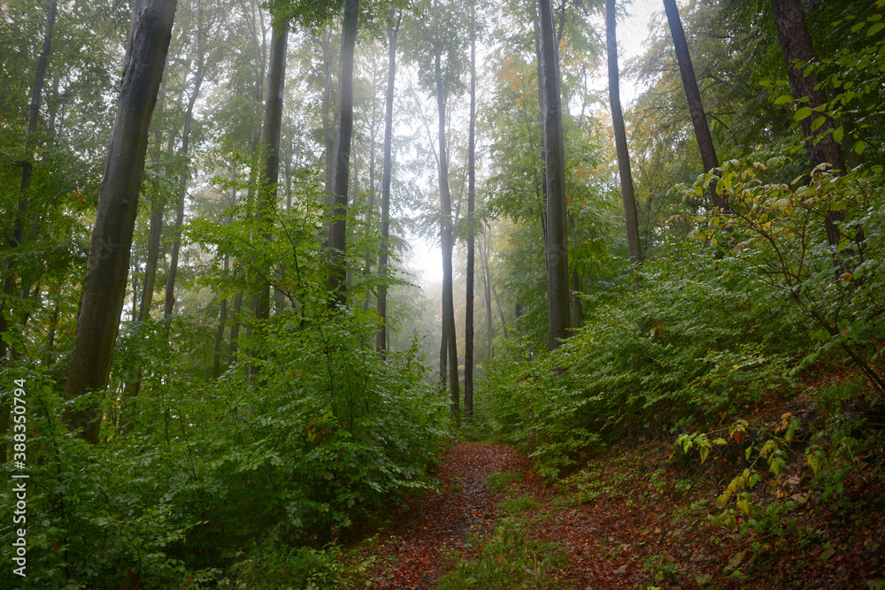 Fototapeta premium Rain in beech European forest in autumn. Wet leaves. Fog between the trees. Trees trunks. Czech Republic nature. High trees. Brown leaves on the ground. Forest path. Primeval Europe beech forest. 