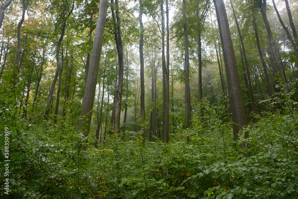 Fototapeta premium Rain in beech European forest in autumn. Wet leaves. Fog between the trees. Trees trunks. Czech Republic nature. High trees. Brown leaves on the ground. Forest path. Primeval Europe beech forest. 