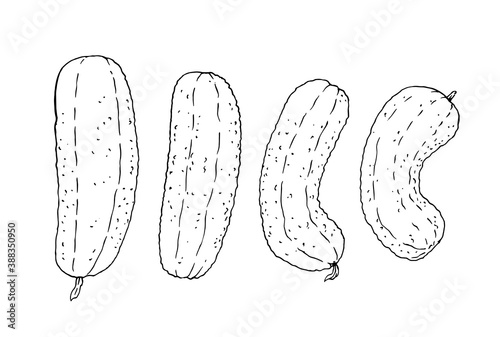 Natural vegetable set of different cucumbers. Vintage hand drawing sketch vector illustration. Line graphics in the sketch style of cucumbers with flowers and pimples smooth and clumsy isolated on a w