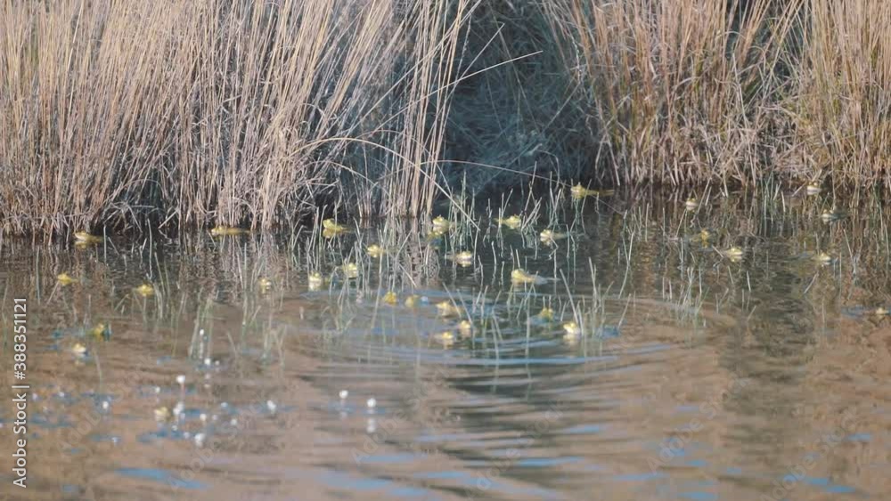 Static view of wildlife at the wetland showing head of frogs over the surface of water beside brown bushes. locked off swamp frogs in mating season Static view of wildlife at the wetland showing head of frogs over the surface of water beside brown bushes. locked off swamp frogs in mating season