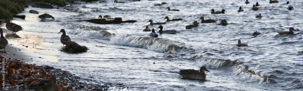 Fototapeta premium Several ducks swimming in the middle of a river. Animals with feathers. A flock of ducks in the water. A crowd of ducks floating on the water. Banner size with copy space