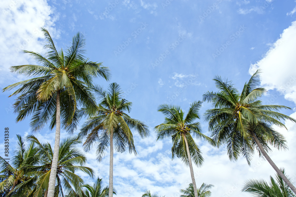 palm trees and blue sky palm trees and blue sky