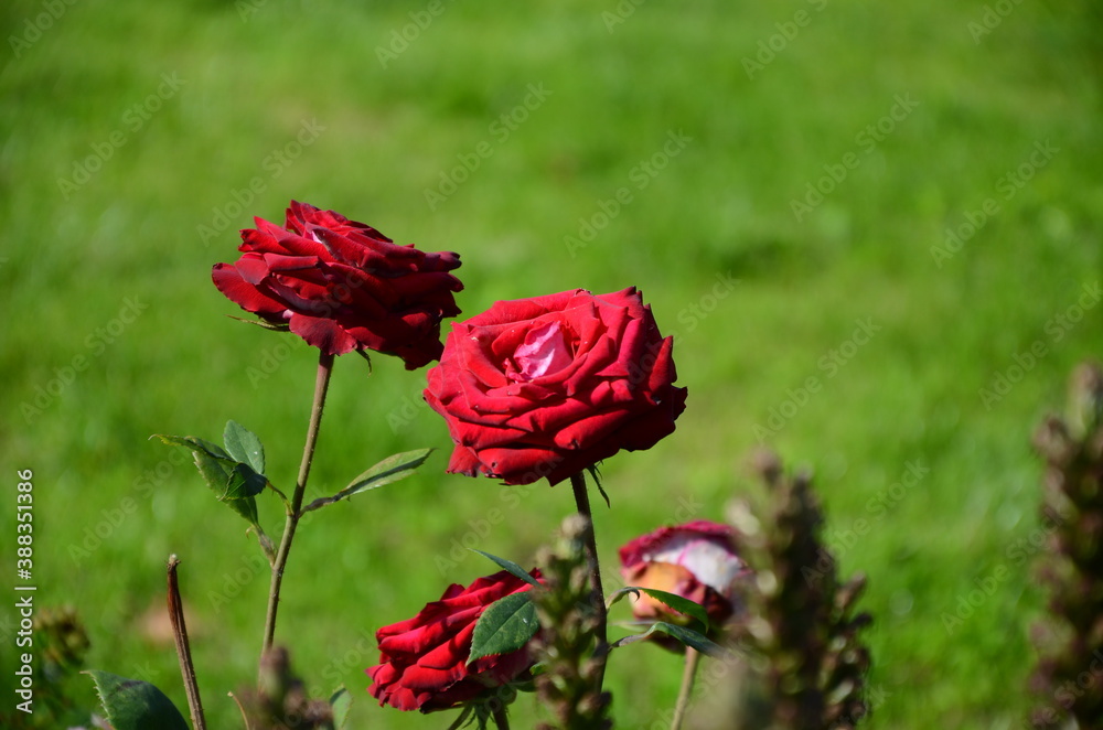 Obraz premium red poppies in the field