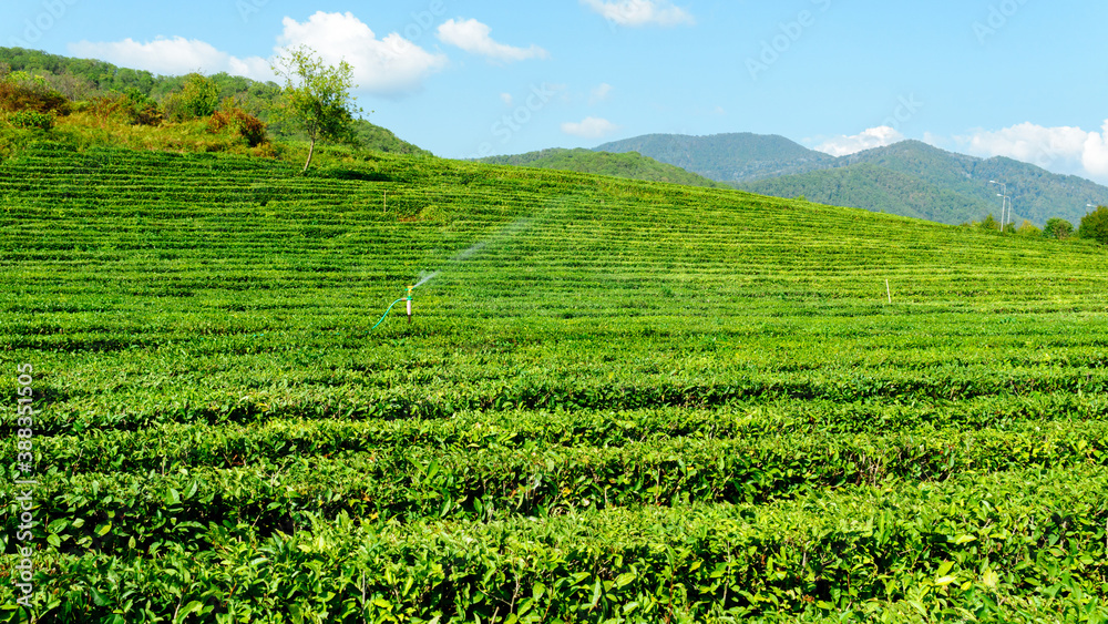 tea plantation landscape, tourist attraction in Russia, Krasnodar Krai Sochi