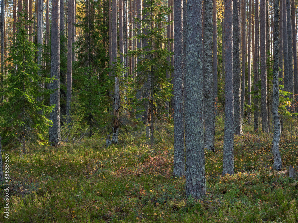 Fototapeta premium Brown pine trunks in a pine forest on a sunny day