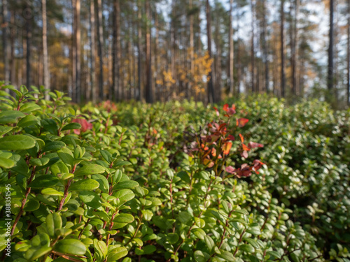 Quadro em tela Green leaves of lingonberry grow densely in the forest