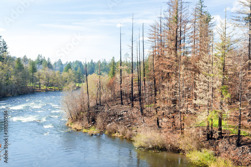 North Santiam river banks burnt in forest fire. Oregon  USA