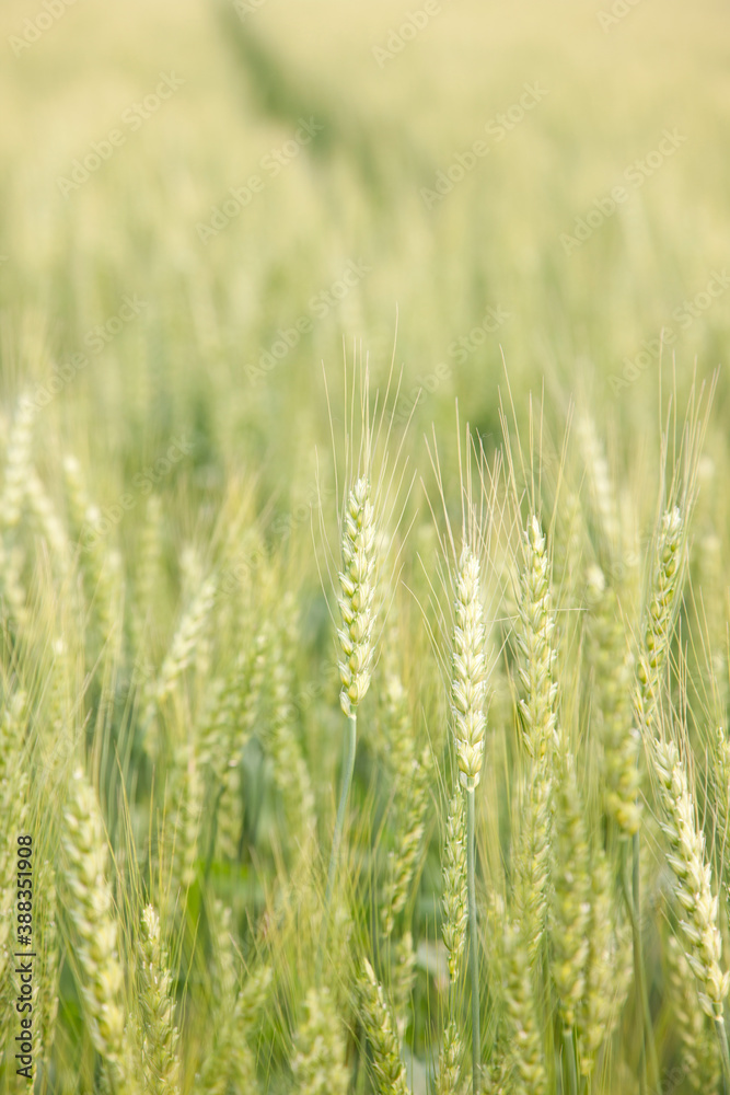 佐賀県の小麦畑