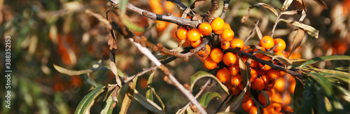 Ripe sea-buckthorn berries with leaves-Sunny autumn day. Banner size. Banner close-up berries