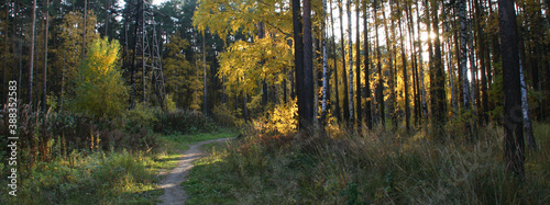 Autumn forest in sunlight with beautiful autumn foliage as panorama background