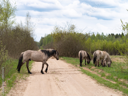 Herd of wild horses Tarpan in the wild. The nature of Belarus.