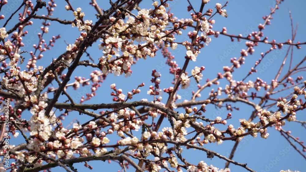 Beautiful nature background. Many bees fly and pollinate white-pink flowers of the apricot tree in spring. Beautiful nature background. Many bees fly and pollinate white-pink flowers of the apricot tree in spring.