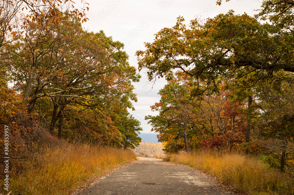 Fototapeta premium road in the autumn