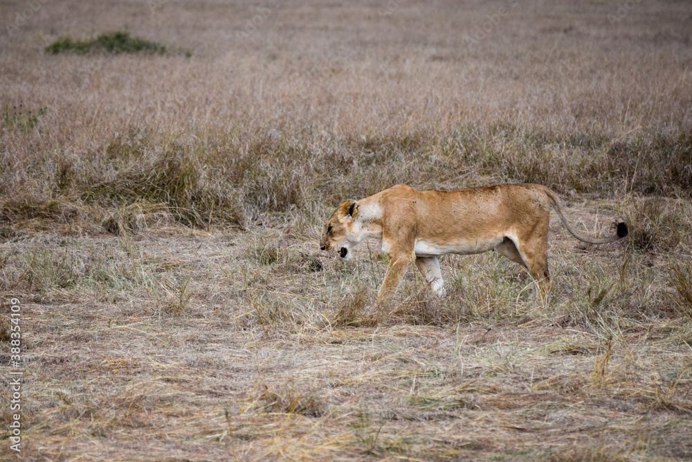 portrait of leo in the savanna portrait of leo in the savanna