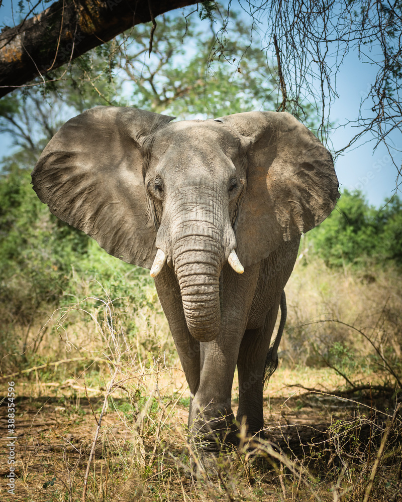 Fototapeta premium African Elephant in Murchison Falls National Park