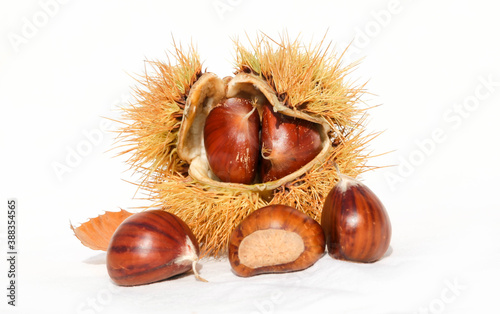 chestnuts isolated for background