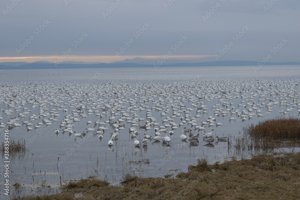 Naklejka premium Snow Geese Migration