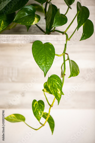 adorno plantas potos hojas 