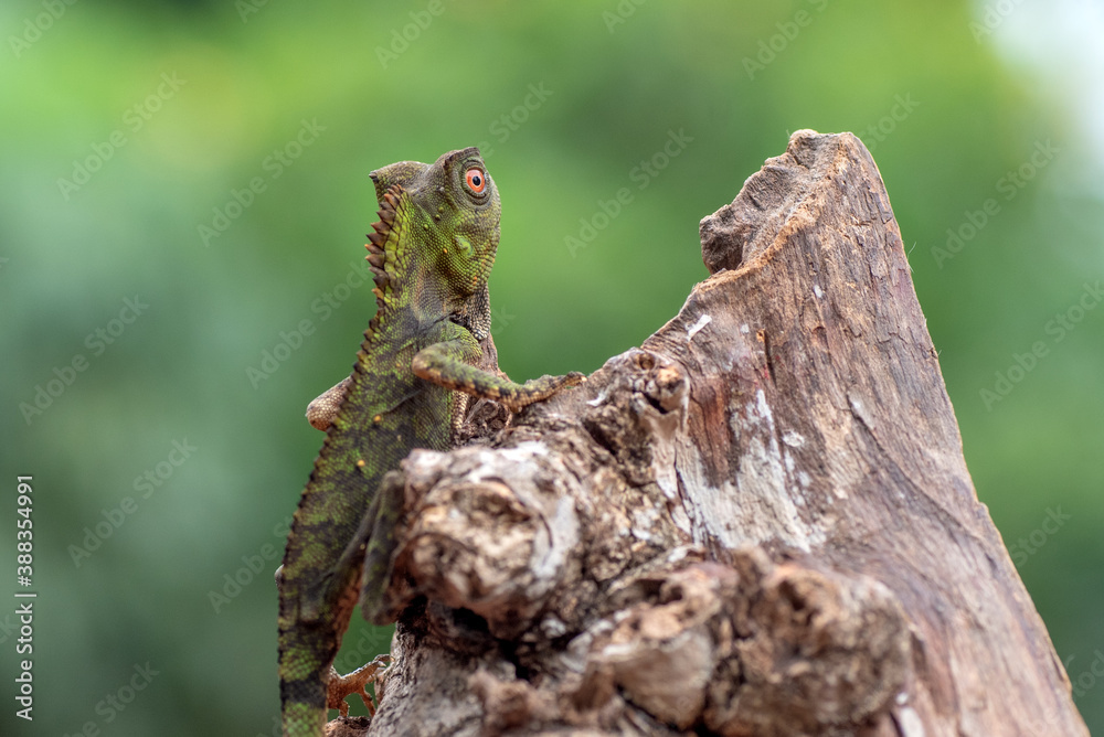 Chameleon anglehead lizard on tree branch Chameleon anglehead lizard on tree branch