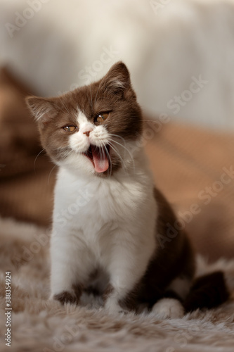 Süße BKH Babykatze Kitten am gähnen - Miai fauchen