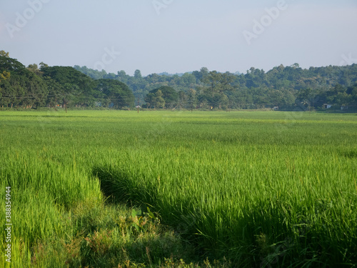 green rice field