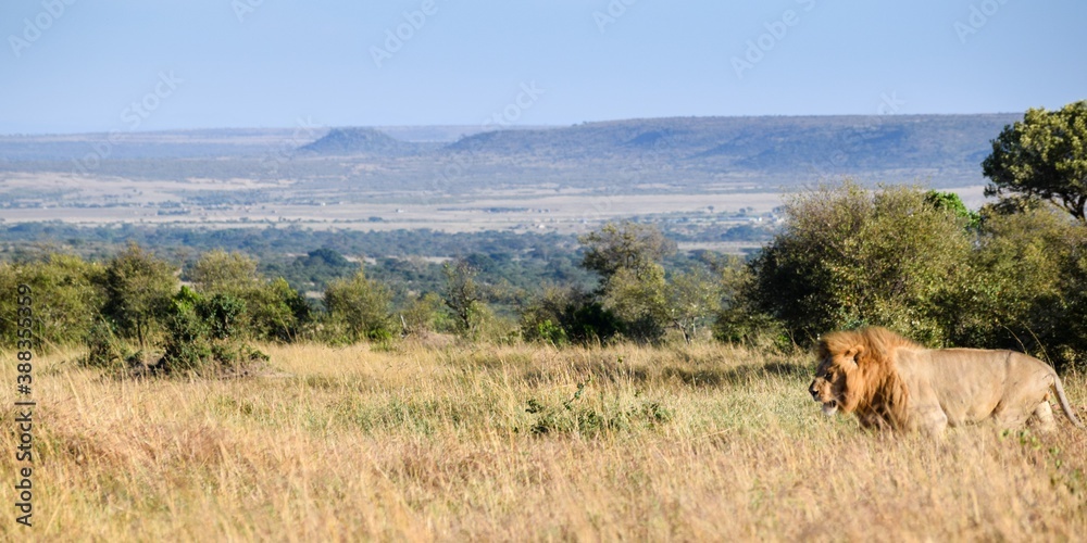 Fototapeta premium portrait of leo in the savanna