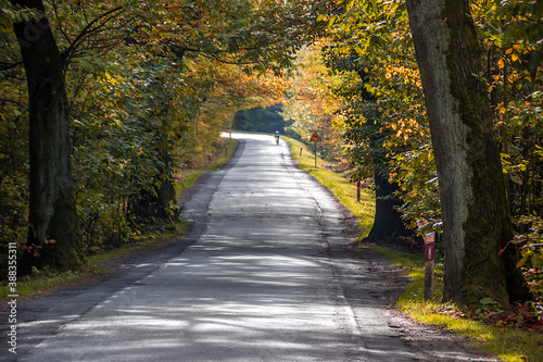 Autumn trees alley with colorful leaves in the park