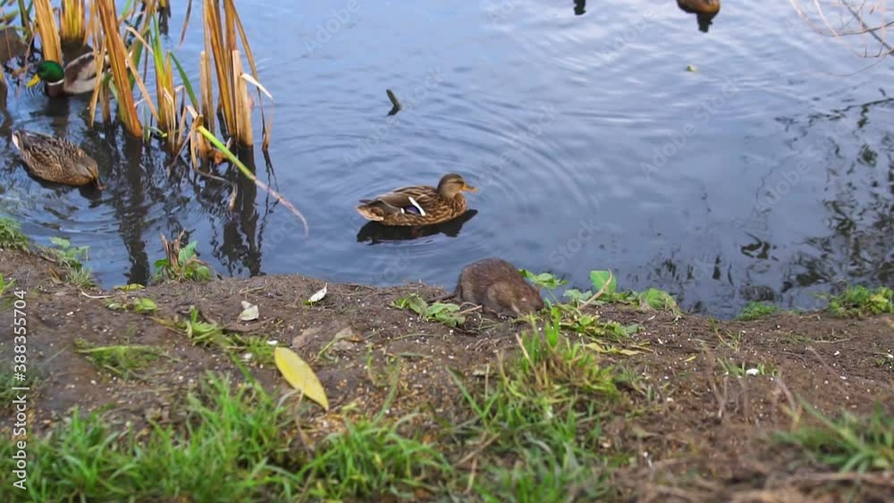 Mouse on the ground near ducks on the lake. Nature reeds grass, field mice eat and run